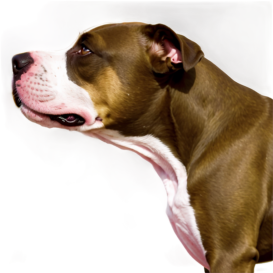 Pitbull Portrait Png 25