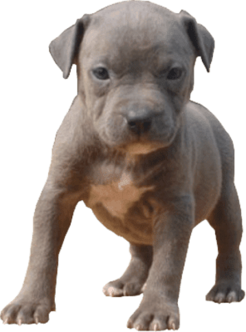 Pitbull Puppy Standing Transparent Background