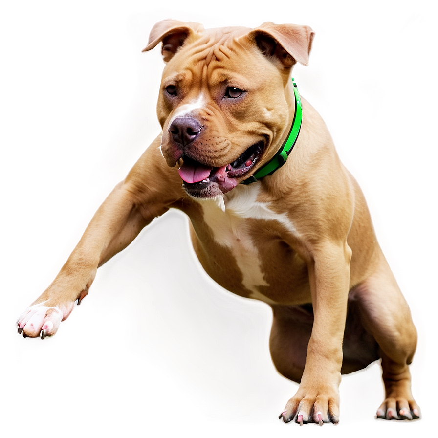 Pitbull With Ball Png Igq99