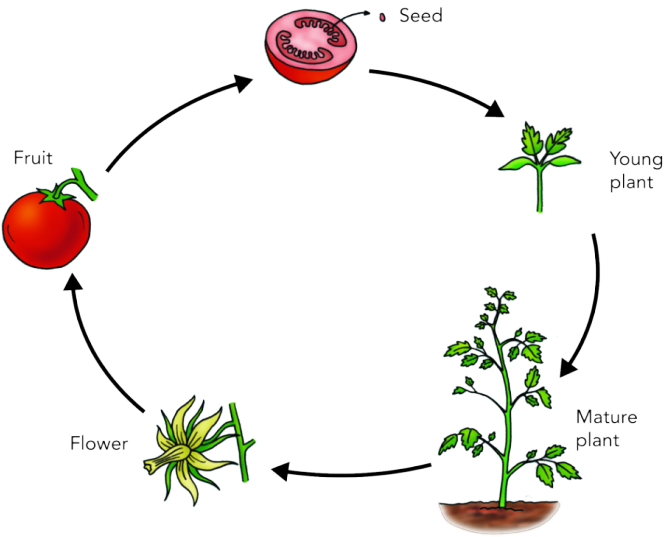 Plant Life Cycle Diagram