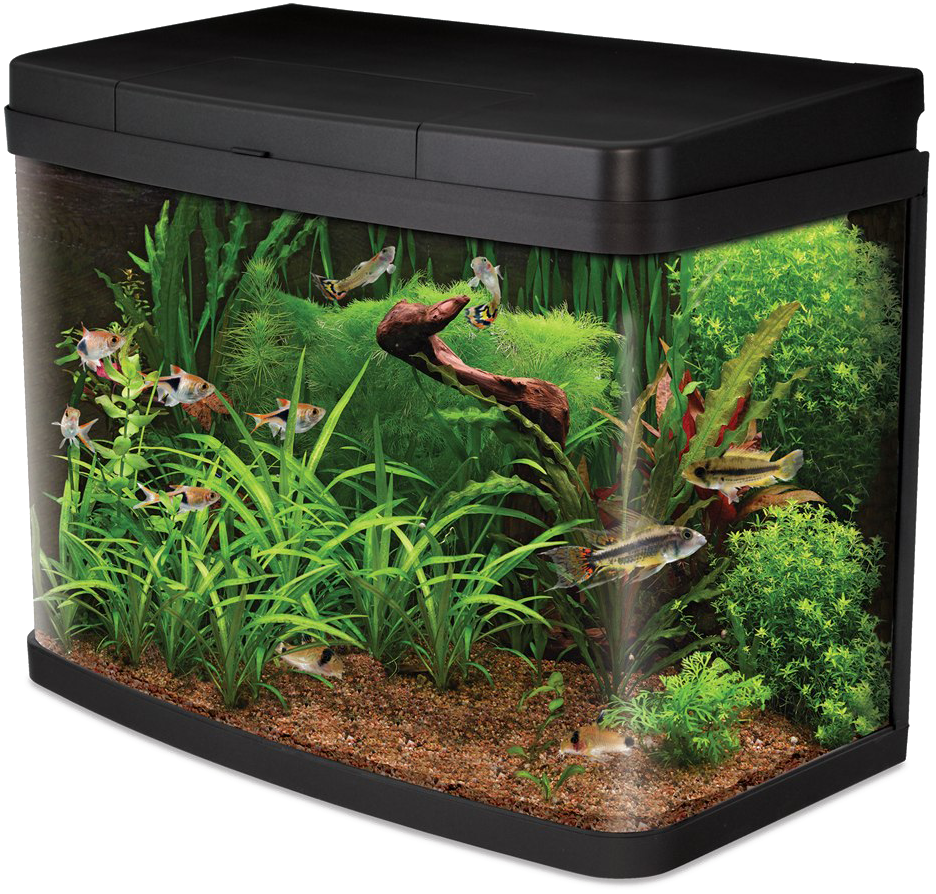 Planted Aquariumwith Fish