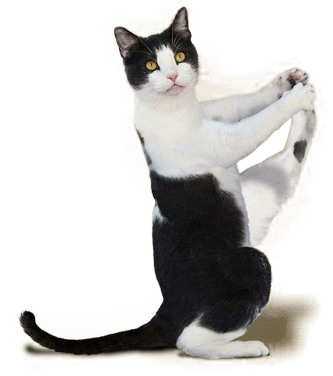 Playful Black And White Cat Posture