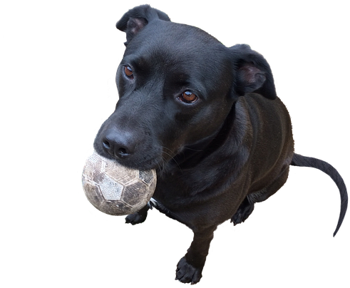 Playful Black Dog With Ball