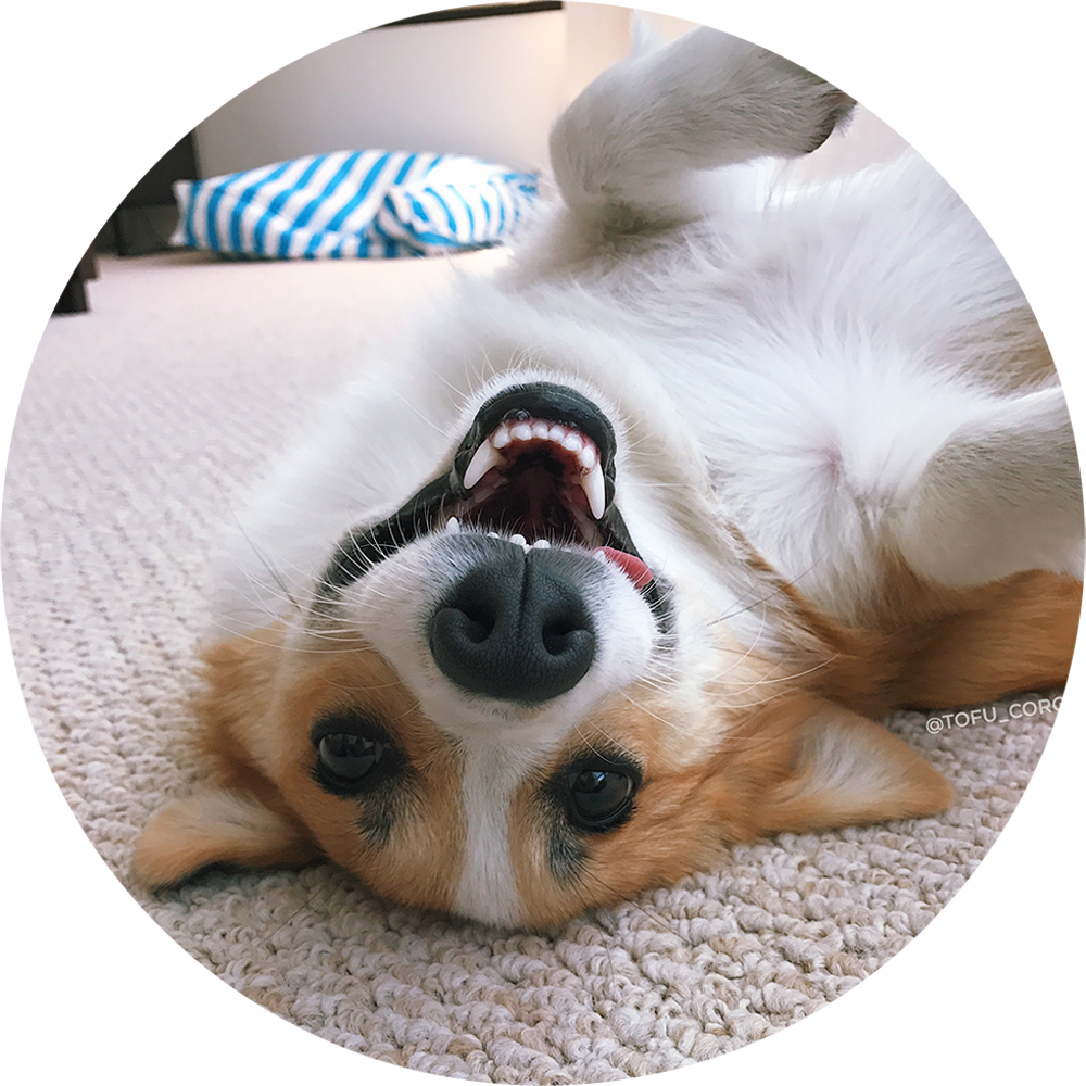 Playful Corgi Upside Down