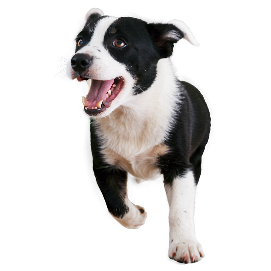 Playful Dog Png 04292024