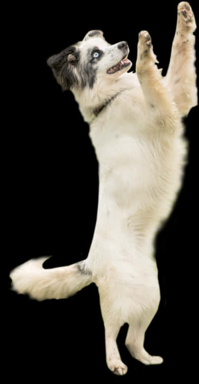 Playful Dog Standingon Hind Legs