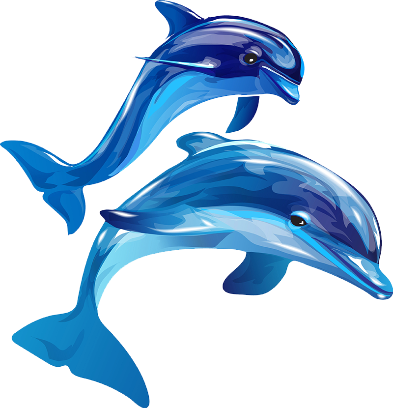 Playful Dolphins Illustration