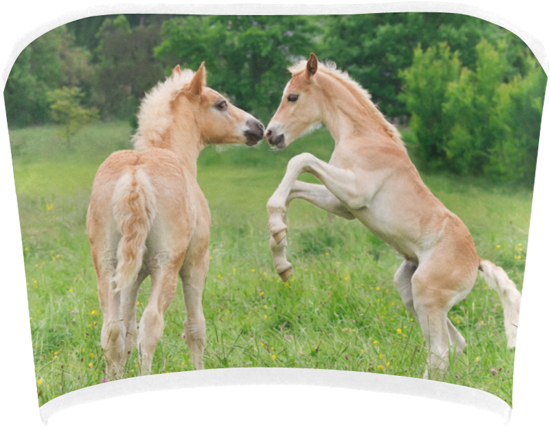 Playful Foalsin Field