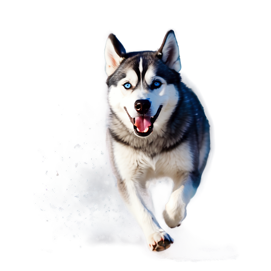 Playful Husky In Snow Png 58