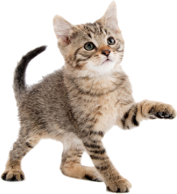 Playful Kitten Transparent Background