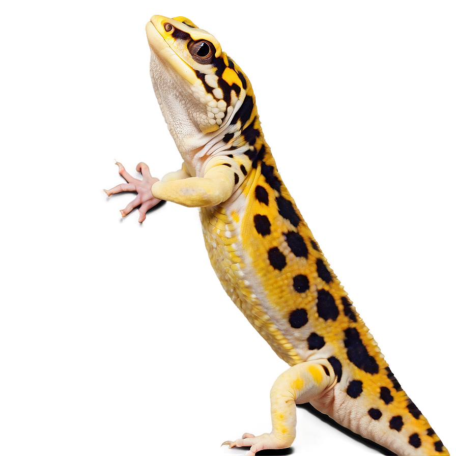 Playful Leopard Gecko Png 54