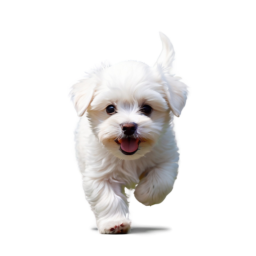 Playful Maltese Pup Png Wvg56