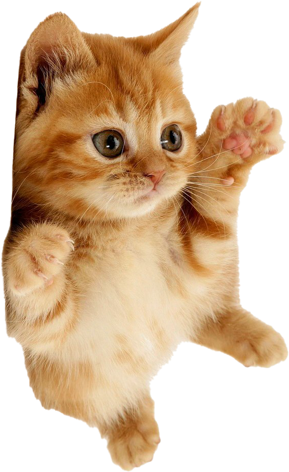 Playful Orange Kitten Paw Up