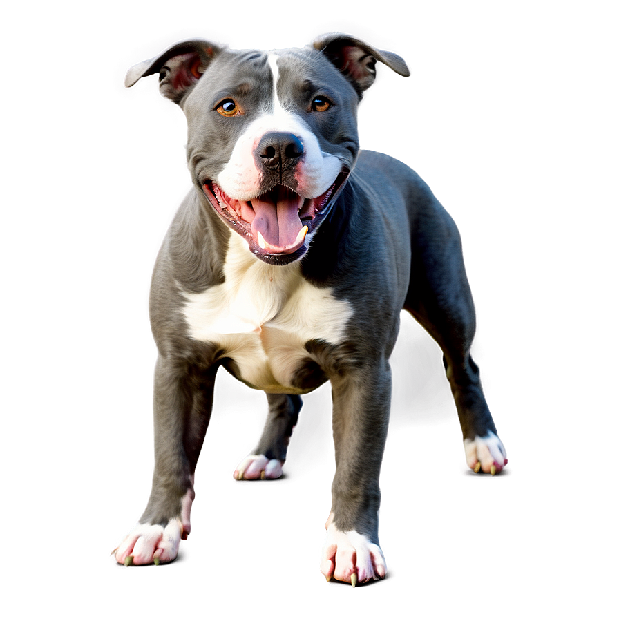 Playful Pitbull Png 30