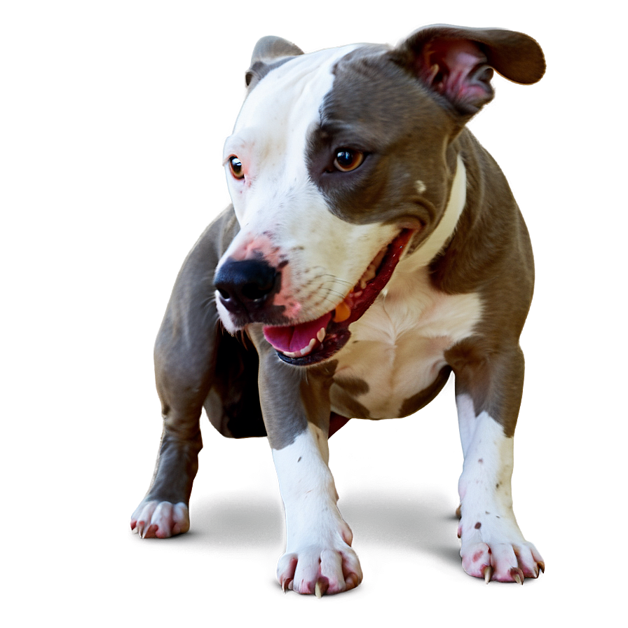 Playful Pitbull Png 7