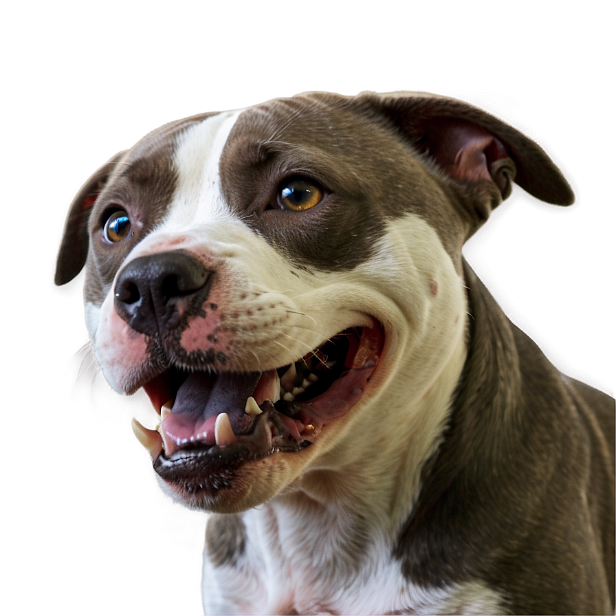 Playful Pitbull Png Opj35