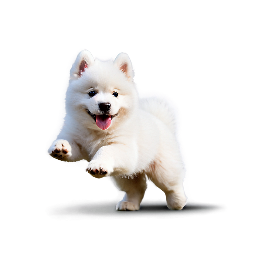 Playful Puppy Samoyed Png 06242024