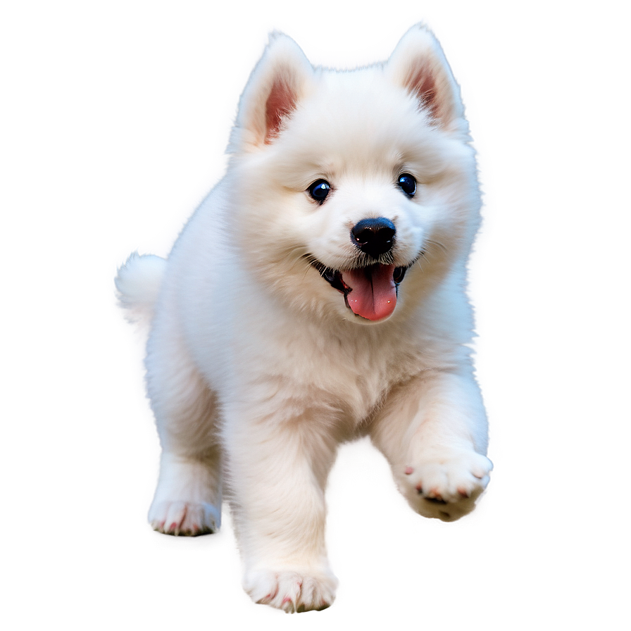 Playful Puppy Samoyed Png Wmc