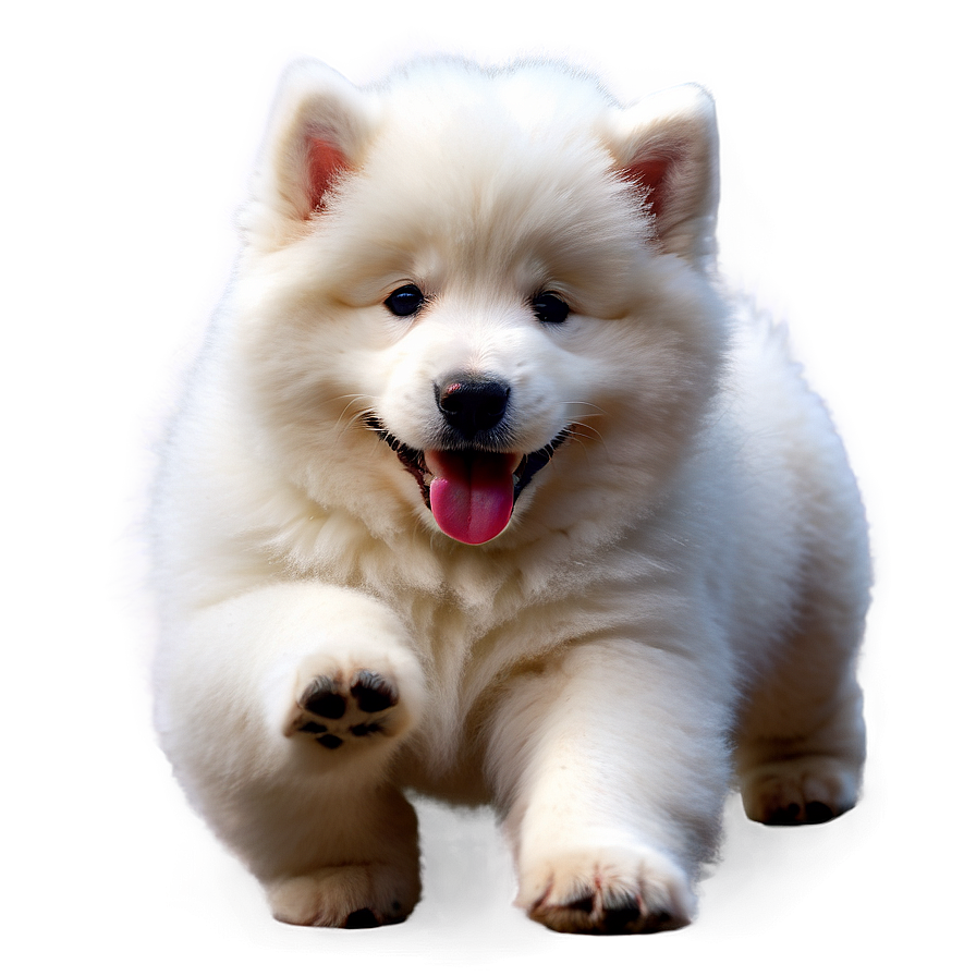 Playful Samoyed Puppies Png 06242024