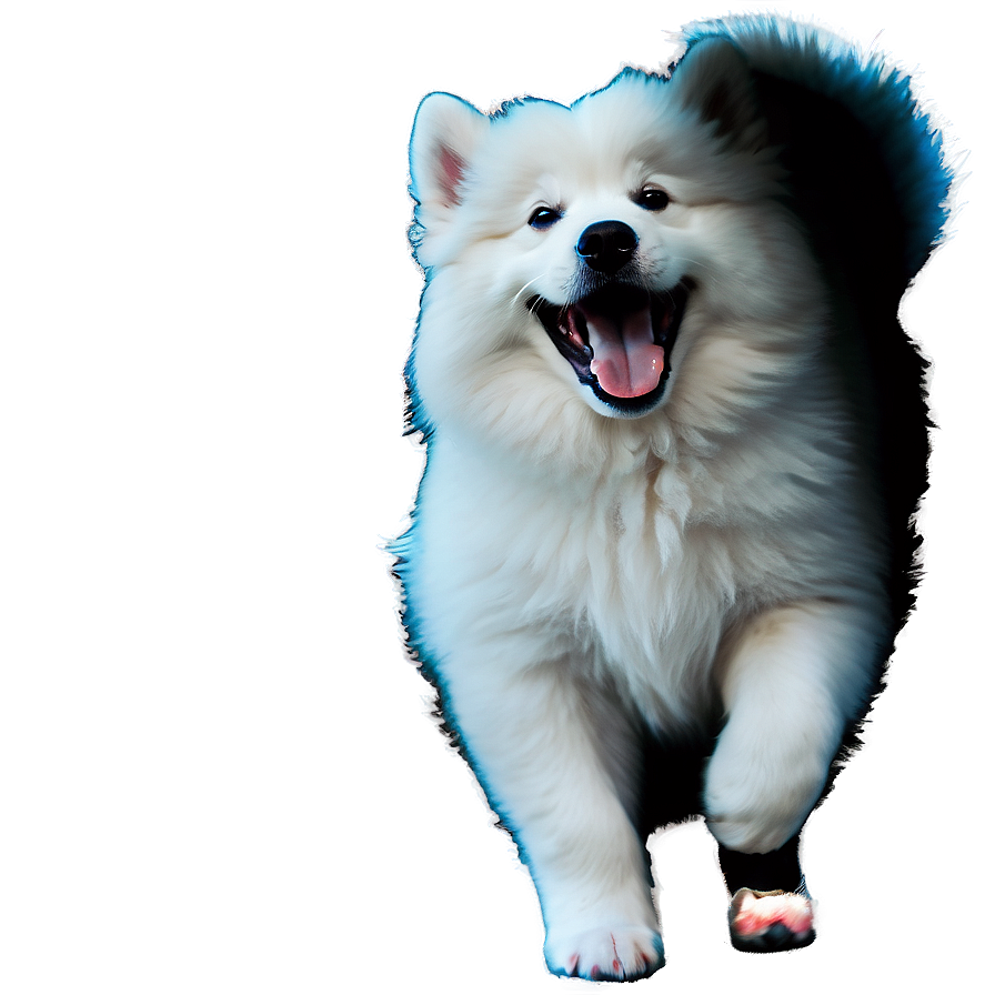 Playful Samoyed Puppies Png Psg96