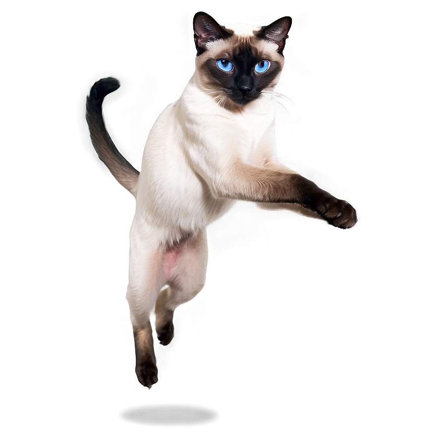 Playful Siamese Cat Jumping Png 5