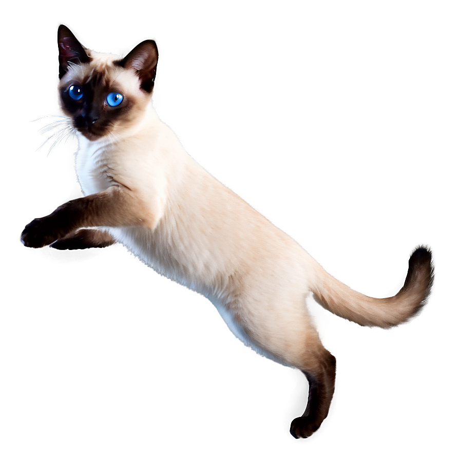 Playful Siamese Cat Jumping Png Ffj79