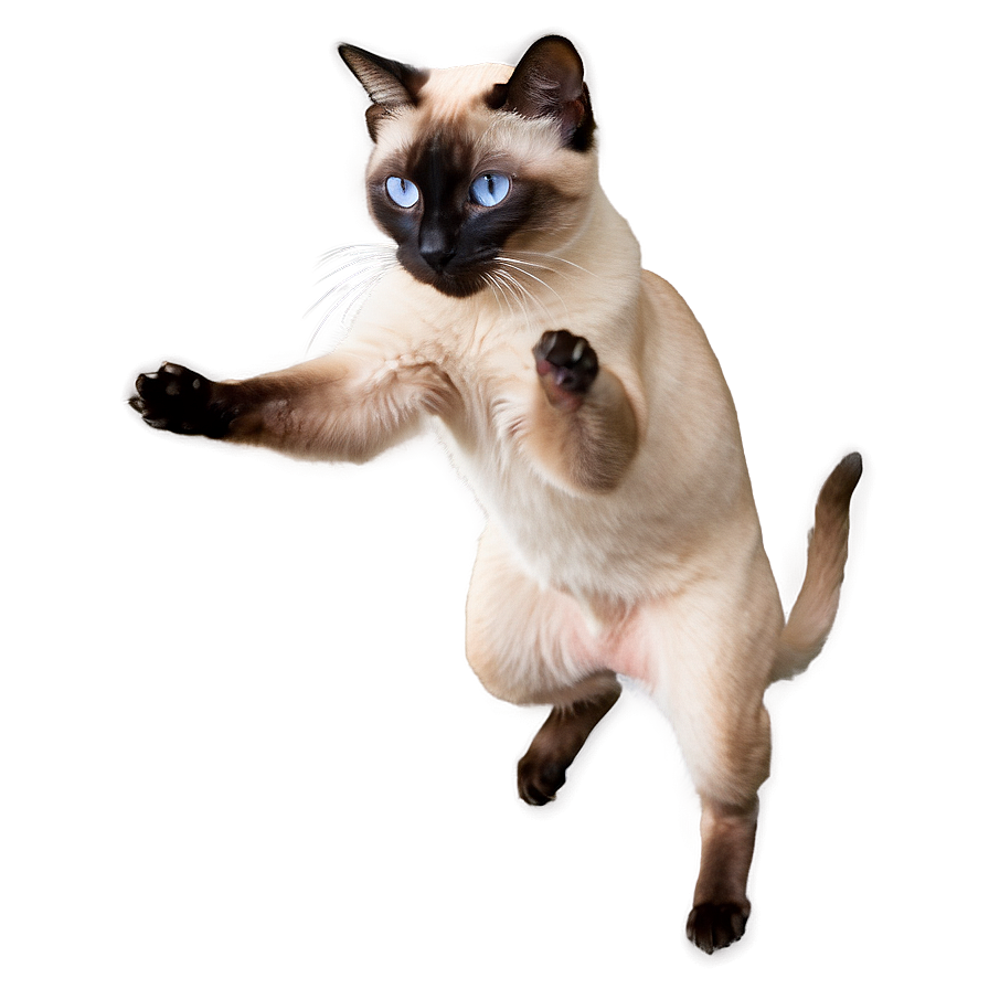 Playful Siamese Cat Jumping Png Ltt