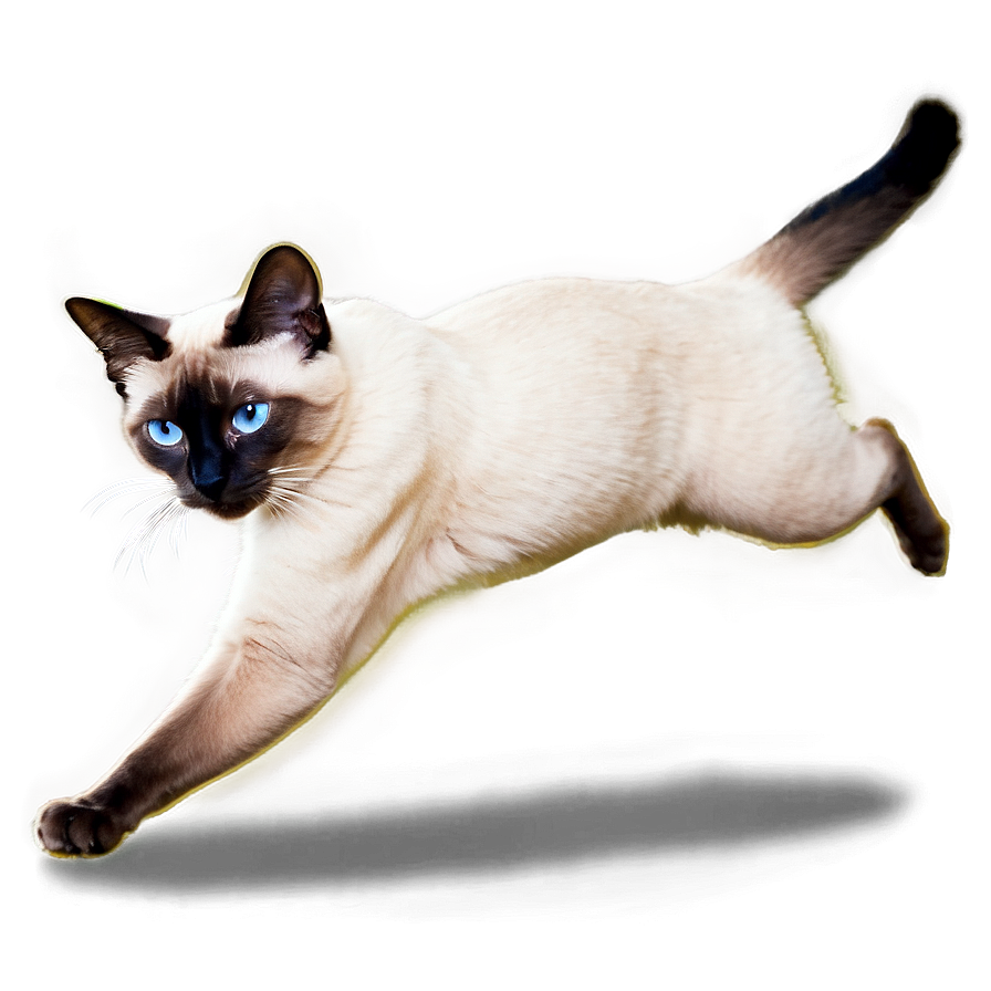 Playful Siamese Cat Jumping Png Nwp