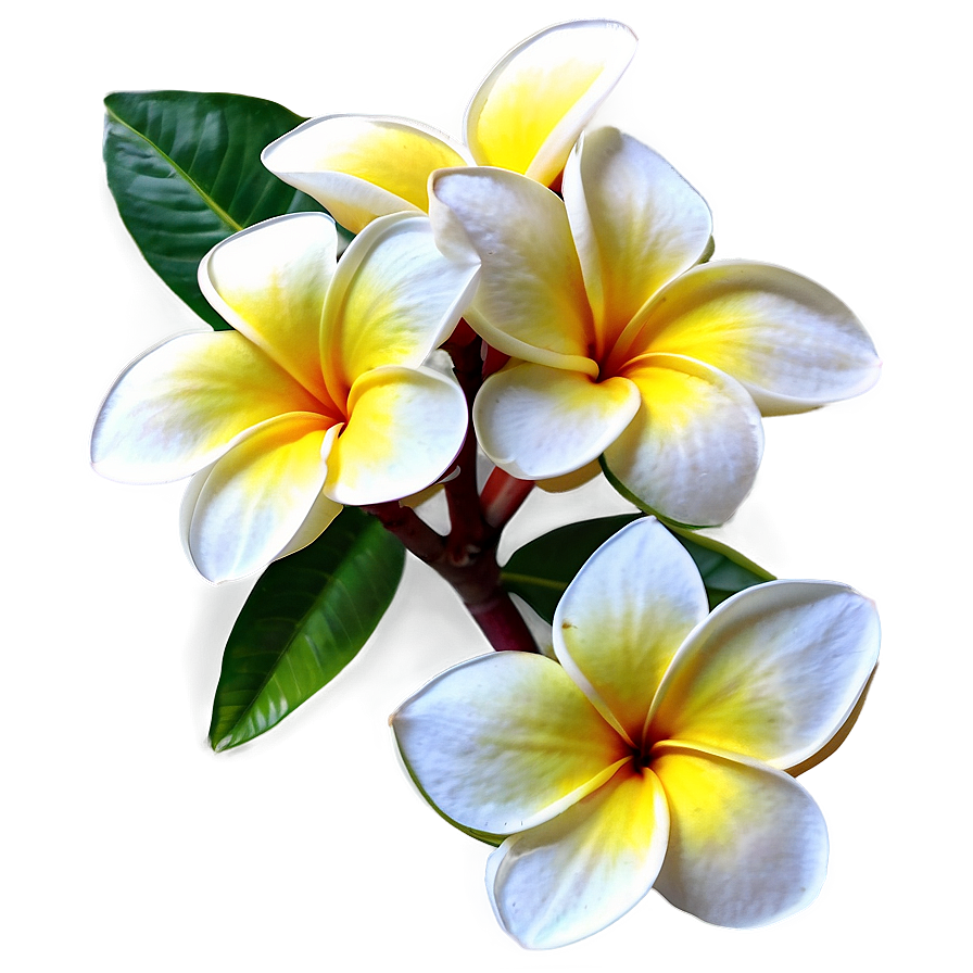 Plumeria Arrangement Png Blj8