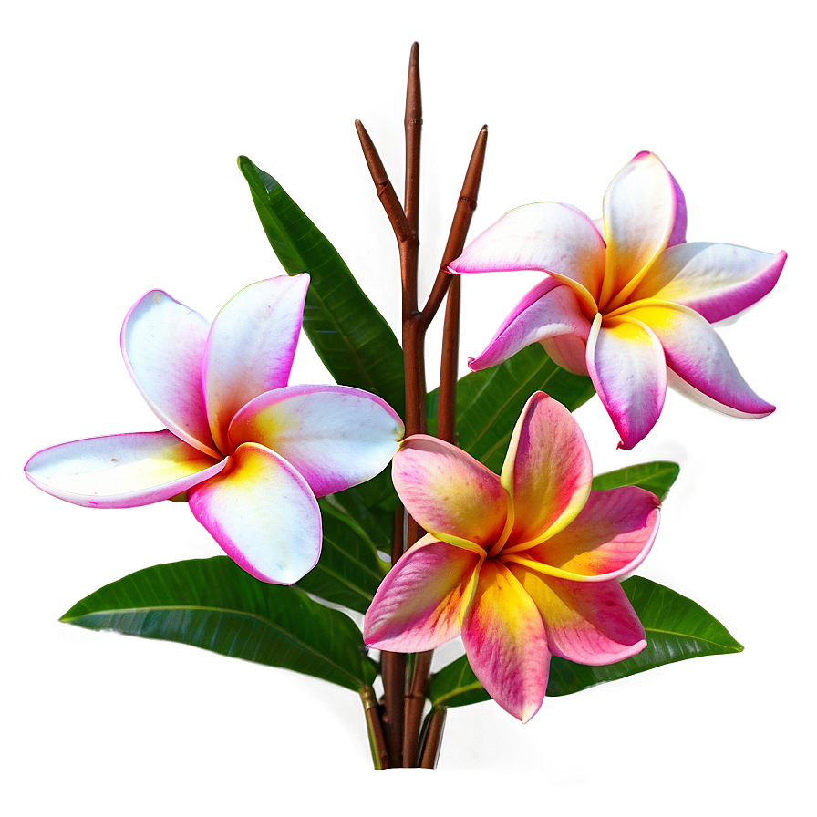 Plumeria Arrangement Png Cfg10