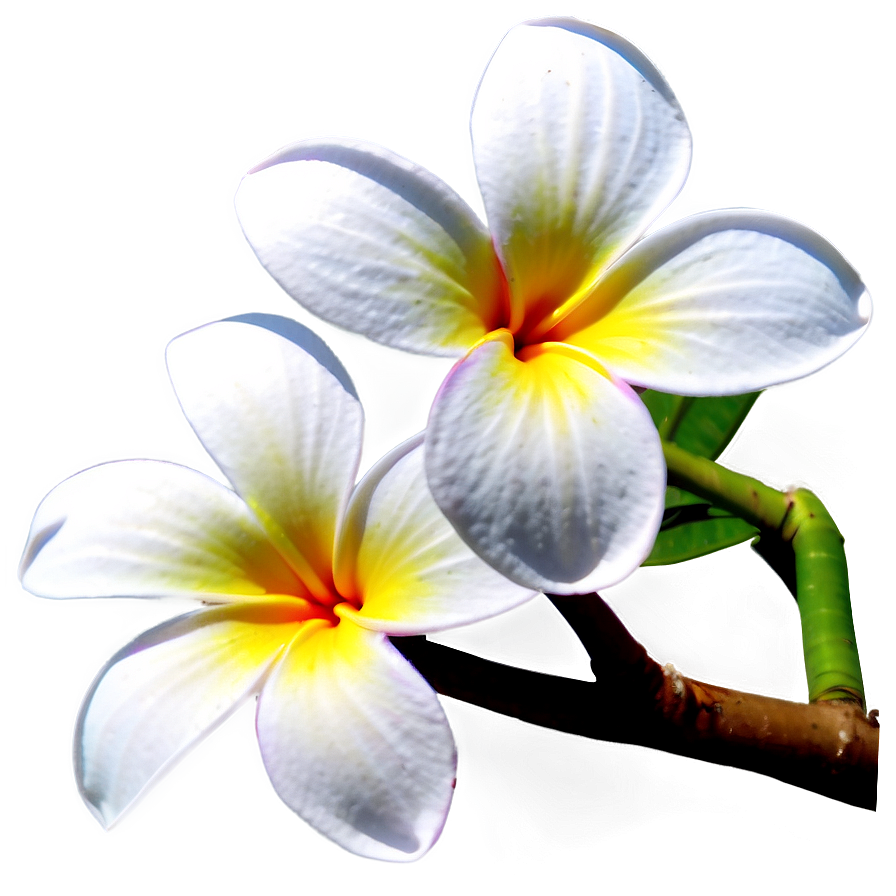 Plumeria Branch Png 43