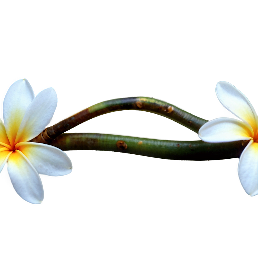 Plumeria Branch Png Bdn