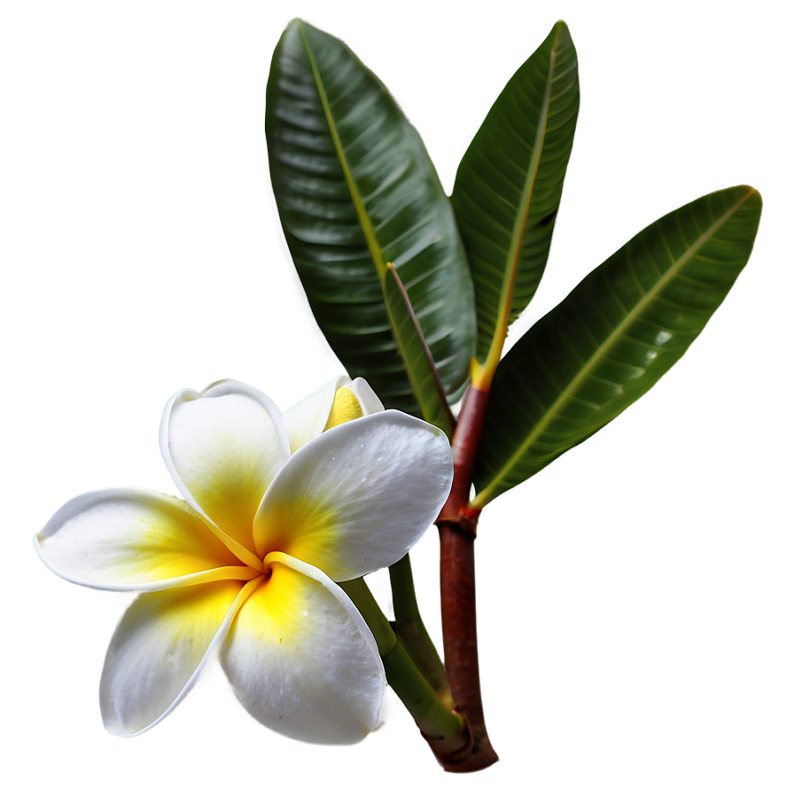 Plumeria Flower Png Kyh91