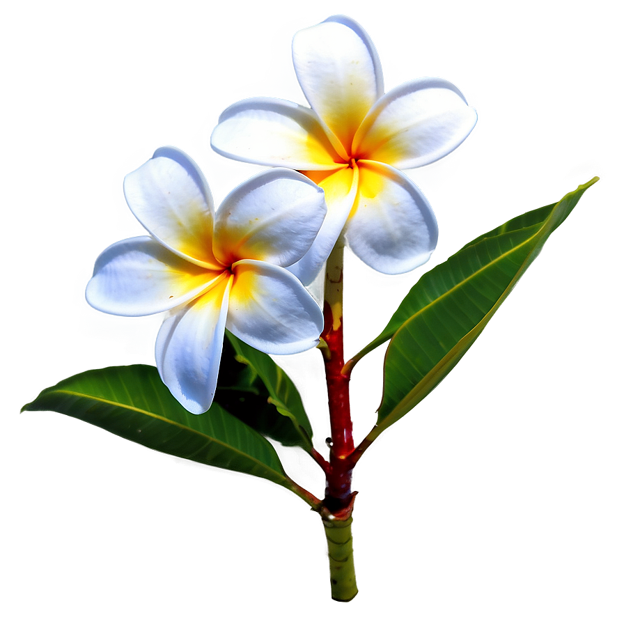 Plumeria Frangipani Png 06272024