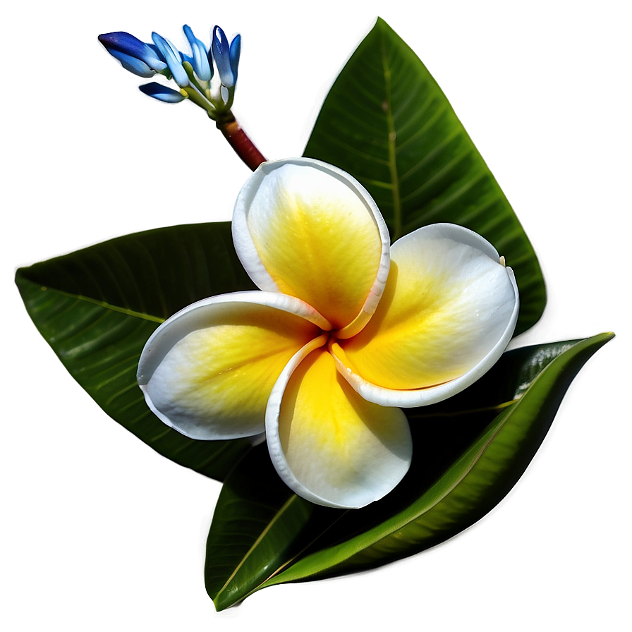 Plumeria Frangipani Png 06272024