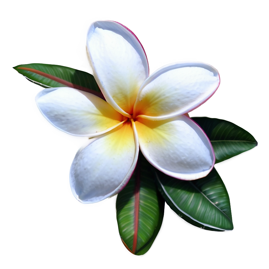 Plumeria Illustration Png 17