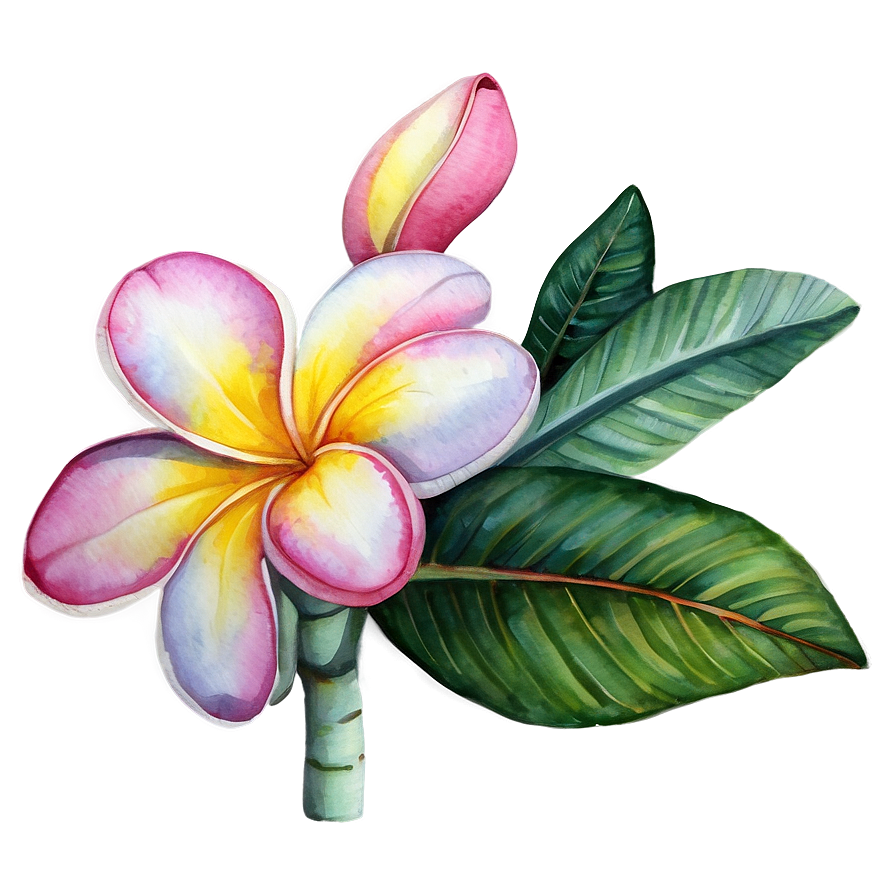 Plumeria Watercolor Png 06272024