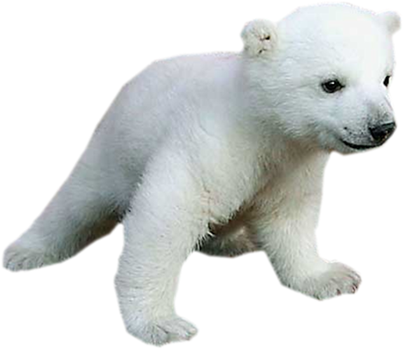 Polar Bear Cub Walking