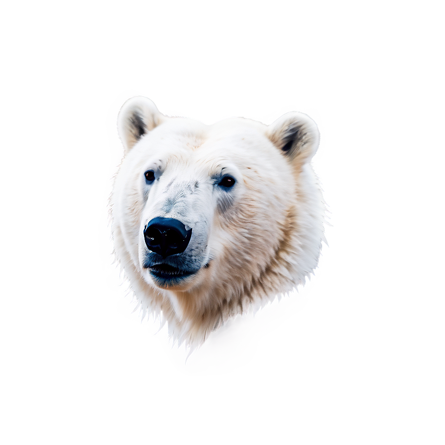 Polar Bear Head Logo Png 90