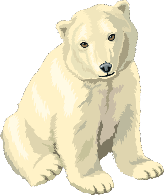 Polar Bear Illustration