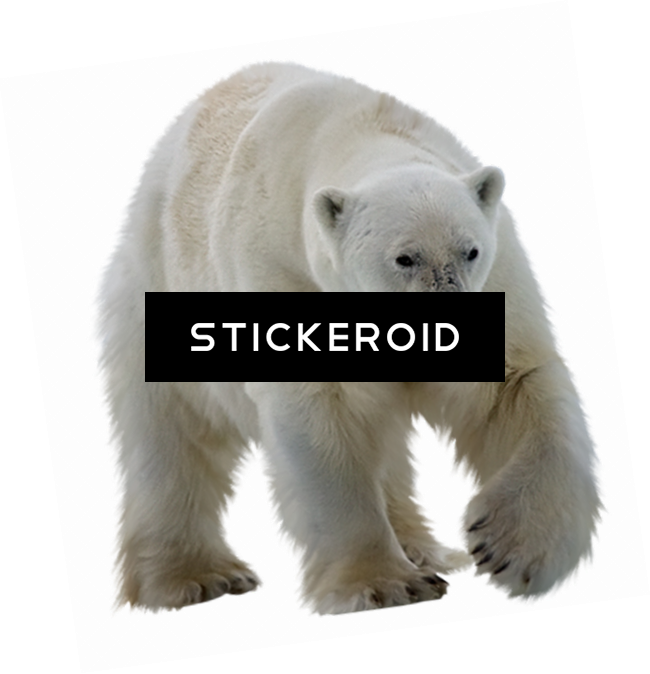 Polar Bear Walking Transparent Background.png