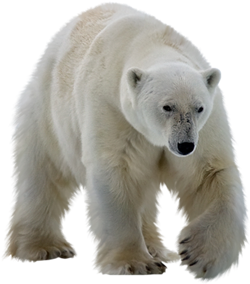 Polar Bear Walking Transparent Background