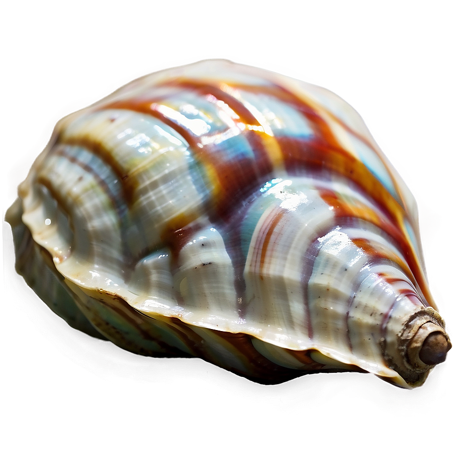 Polished Conch Shell Png 31