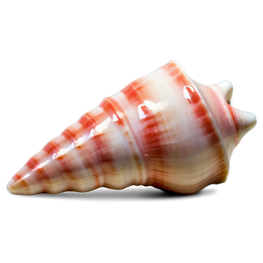 Polished Conch Shell Png Hbp22