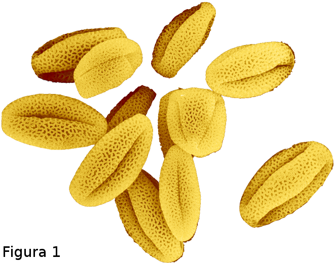 Pollen Grains Illustration