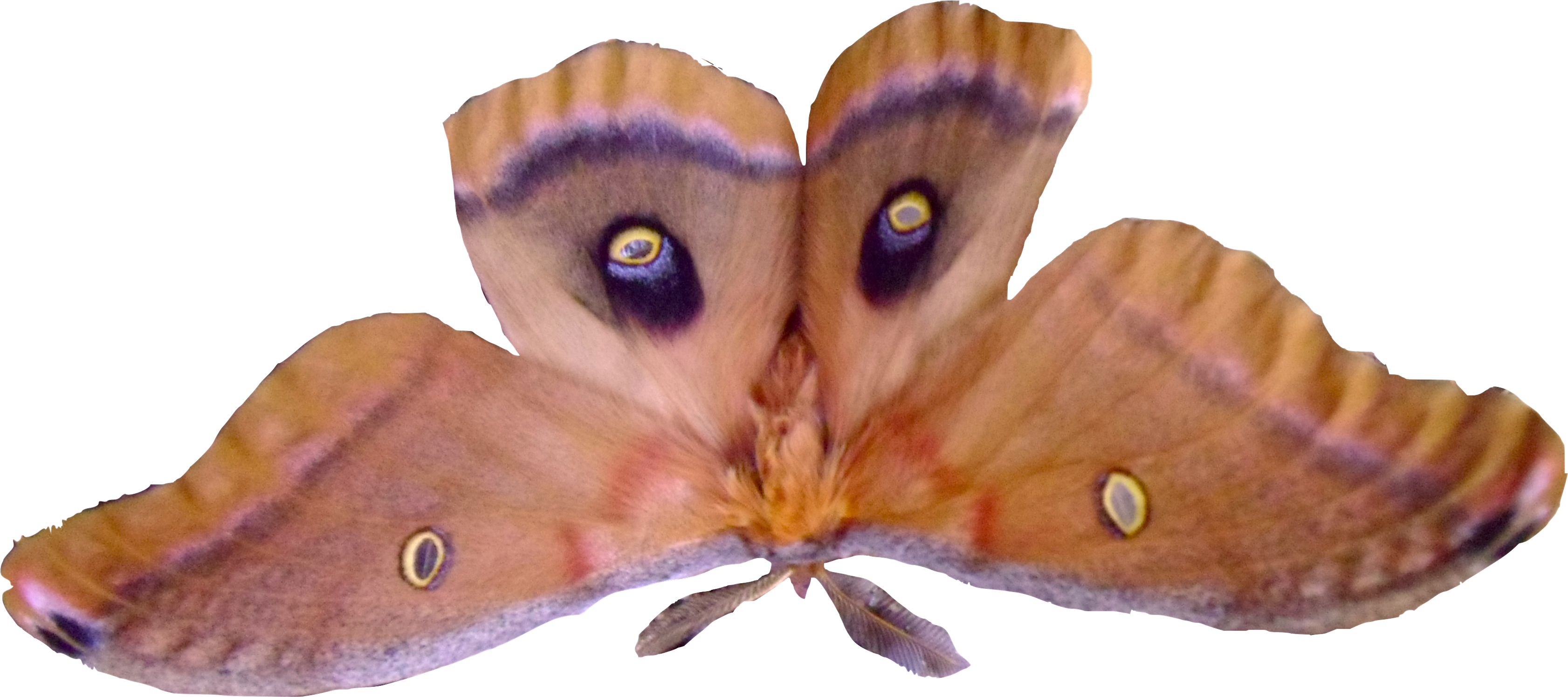 Polyphemus Moth Spread Wings