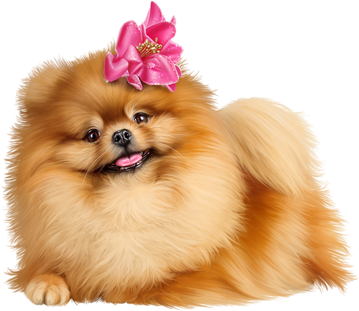 Pomeranian Puppy With Pink Bow