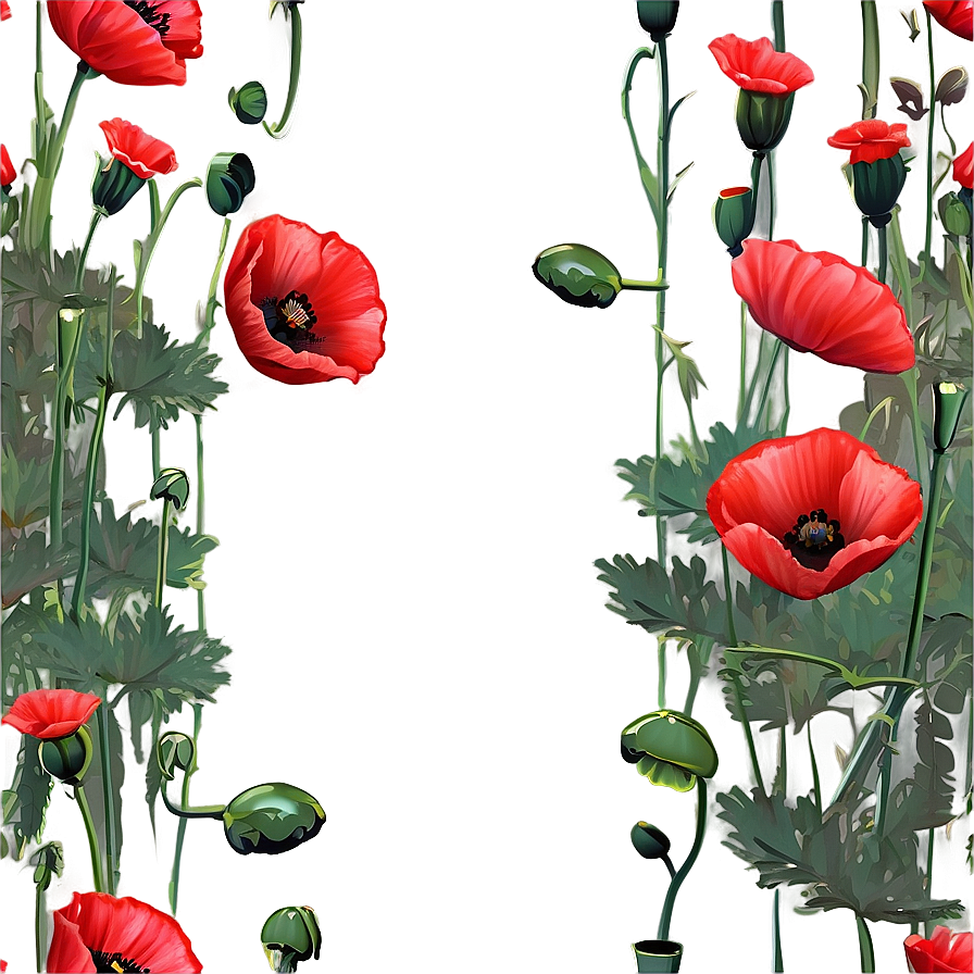 Poppies Frame Png 67