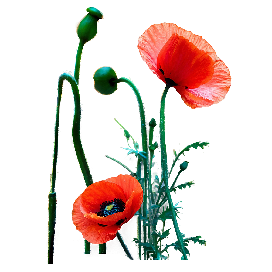 Poppies Stem Png Wdx