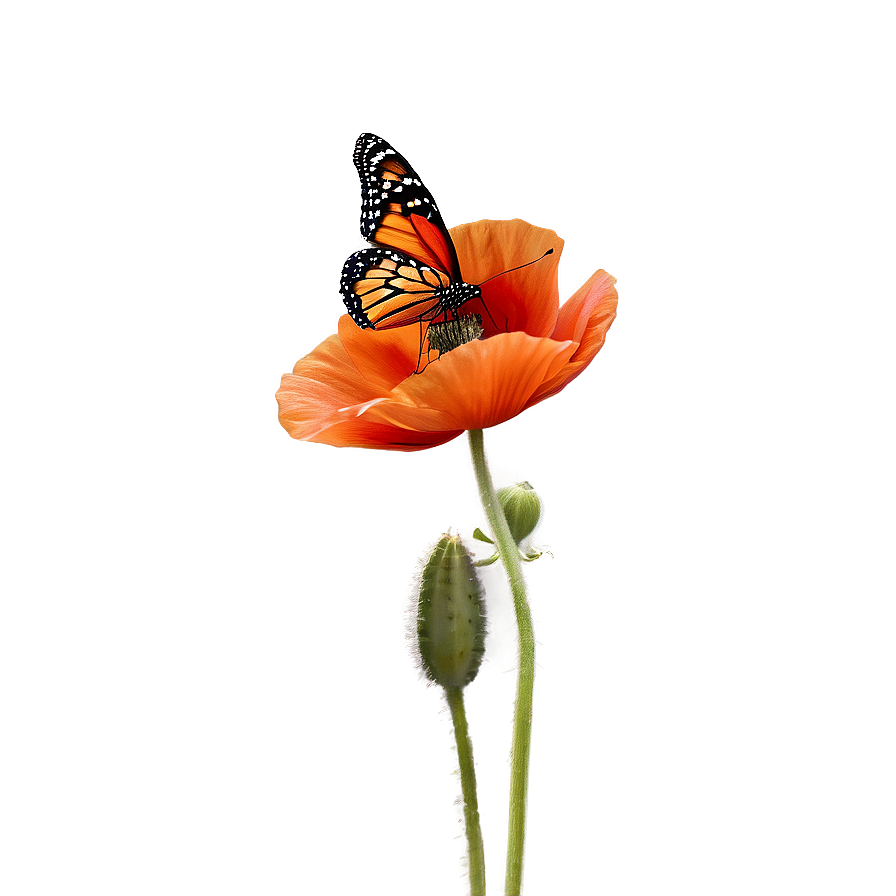 Poppy With Butterfly Png 06112024